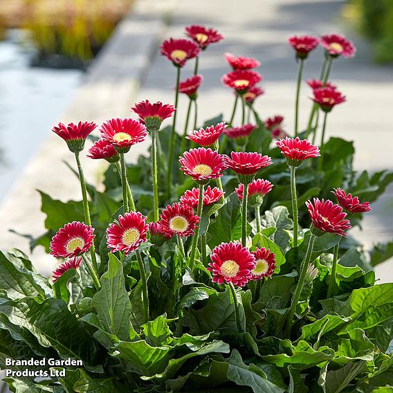 Gerbera garvinea 'Cheeky Magenta'