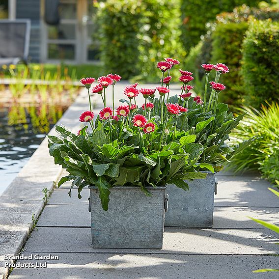 Gerbera garvinea 'Cheeky Magenta'