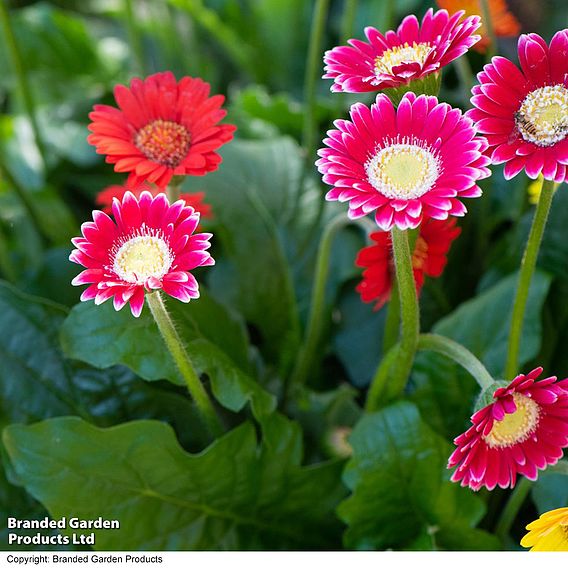 Gerbera garvinea 'Cheeky Magenta'