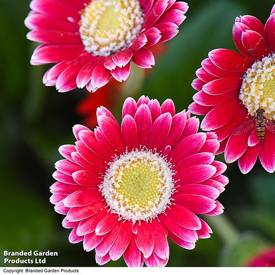 Gerbera garvinea 'Cheeky Magenta'