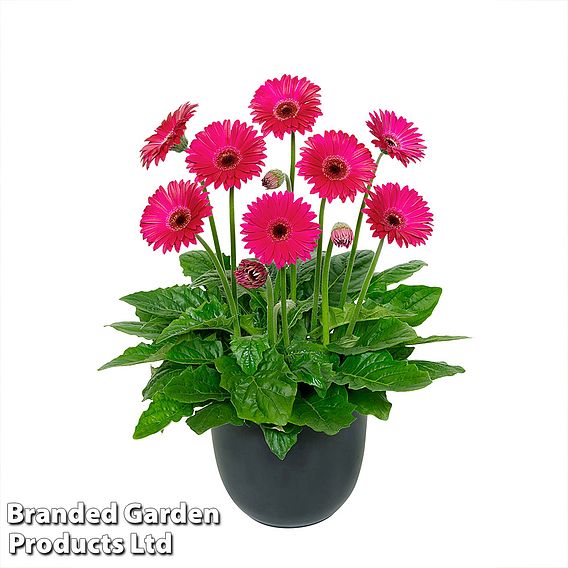 Gerbera 'Garvinea Sweet Sparkle'