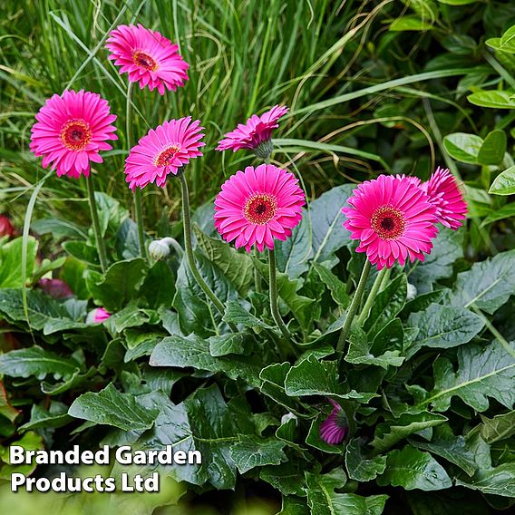 Gerbera 'Garvinea Sweet Sparkle'