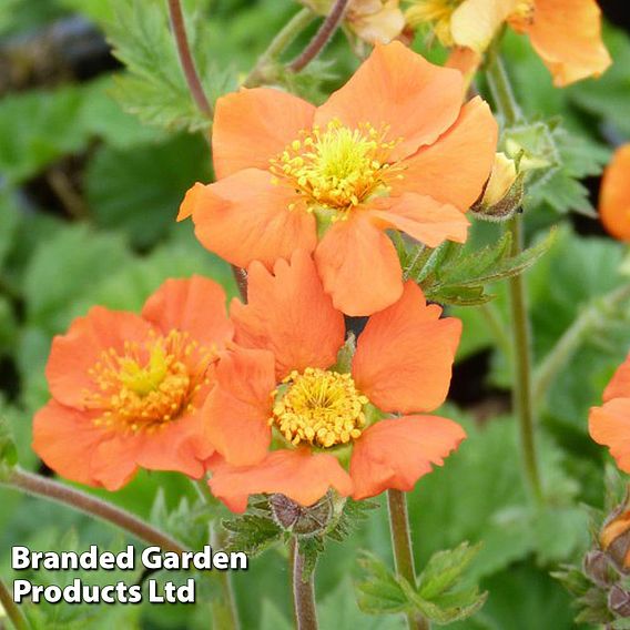 Geum Borisii