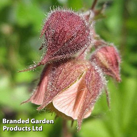 Geum rivale (Marginal Aquatic)