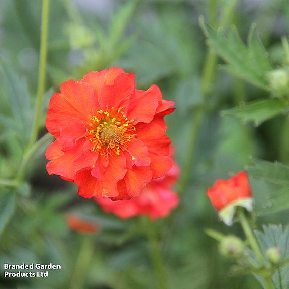 Geum 'Mrs J. Bradshaw'