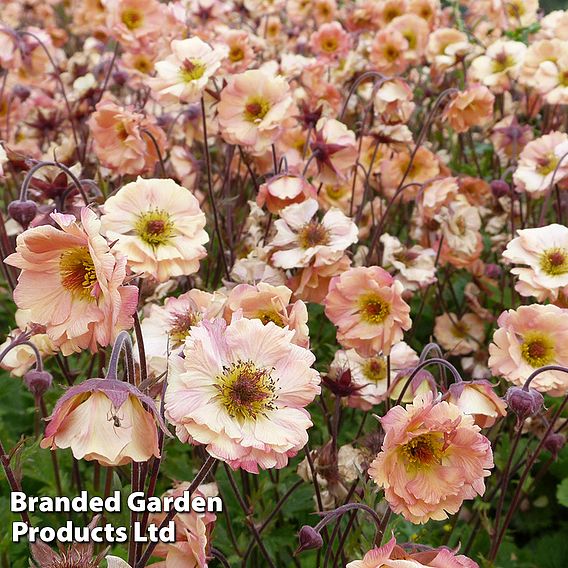 Geum 'Mai Tai'