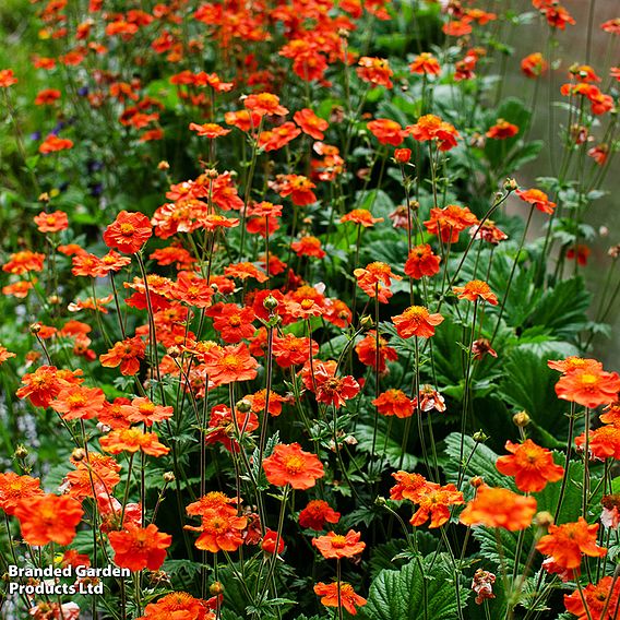 Geum 'Mrs J. Bradshaw'