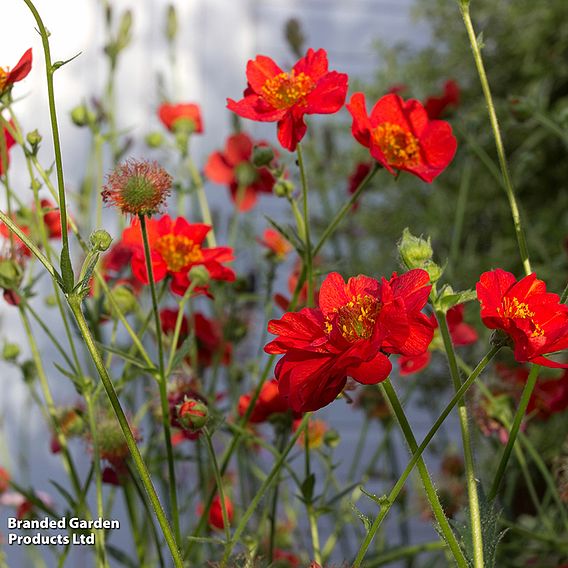 Geum 'Mrs J. Bradshaw'