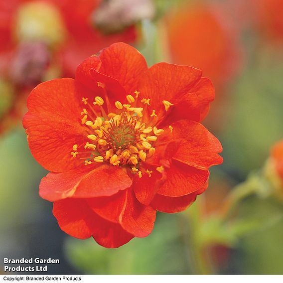 Geum 'Mrs J. Bradshaw'