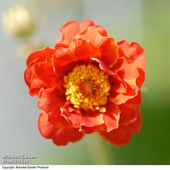 Geum 'Mrs J. Bradshaw'