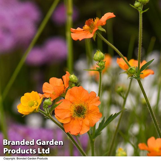 Geum 'Totally Tangerine'