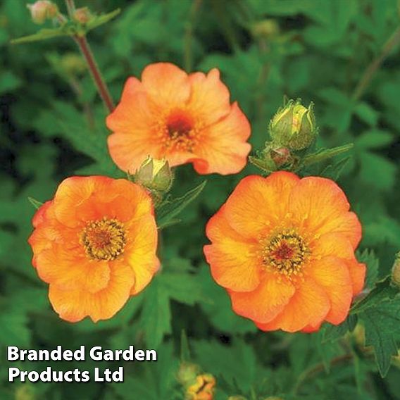 Geum 'Totally Tangerine'