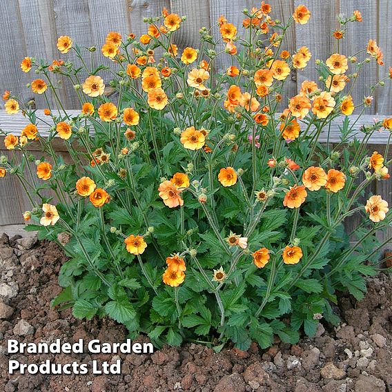 Geum 'Totally Tangerine'