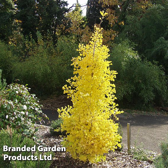 Ginkgo biloba 'Fastigiata Blagon'