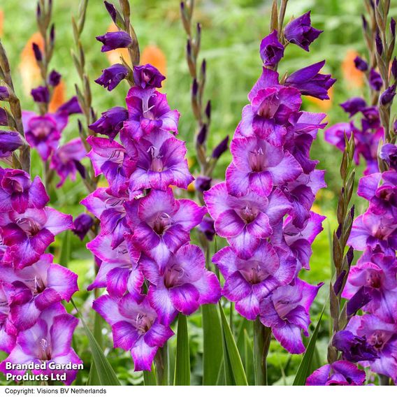 Gladioli 'Gladdies Trio'