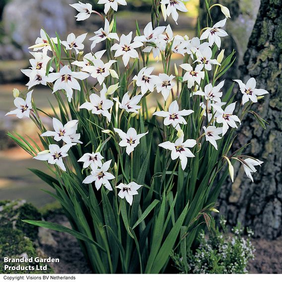 Summer Flowering Collection