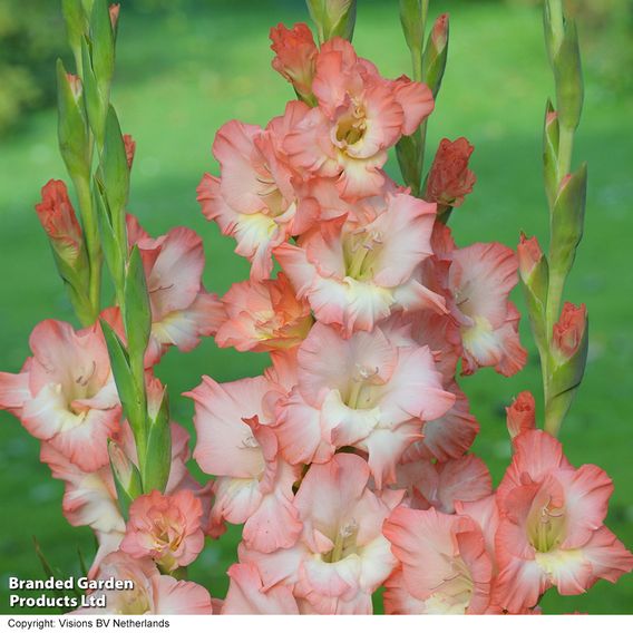 Gladioli Super Saver Collection