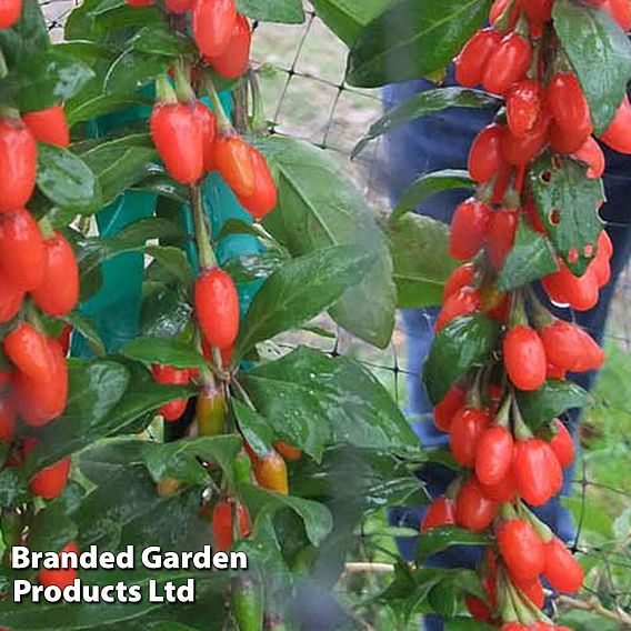 Goji Berry 'Big Lifeberry'