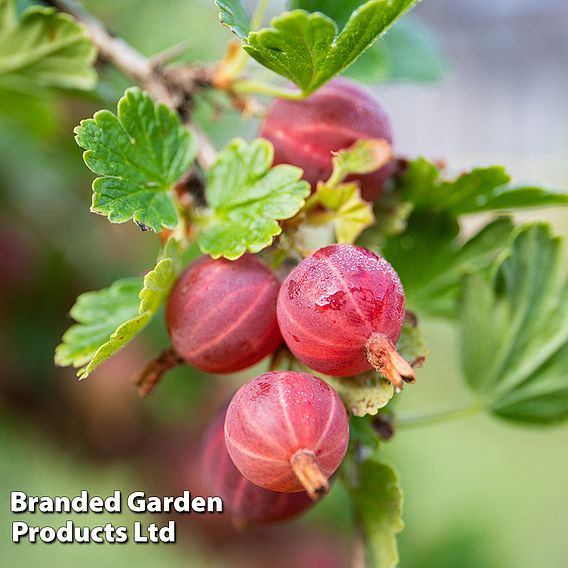 Gooseberry 'Xenia'