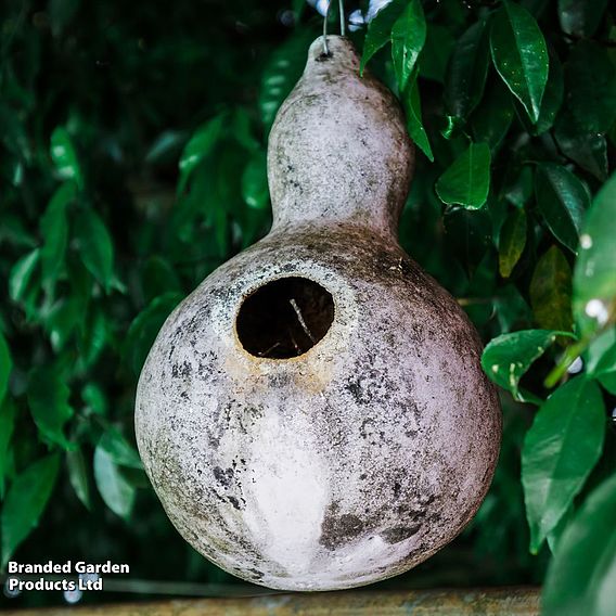 Gourd 'Bird House' - Seeds