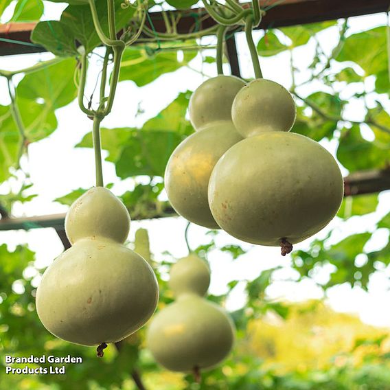 Gourd 'Bird House' - Seeds