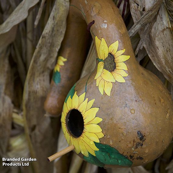 Gourd 'Bird House' - Seeds