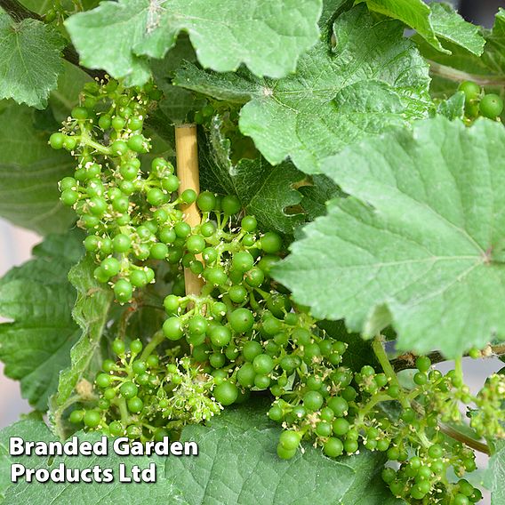 Grape Pixie™ 'Cabernet Franc'