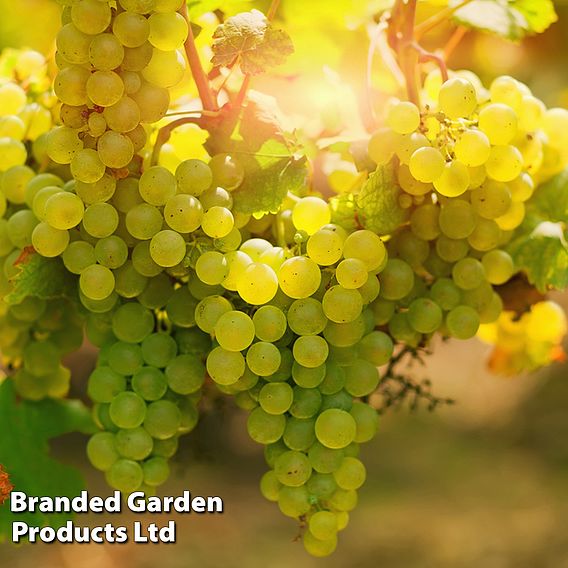 Grape 'Chardonnay'