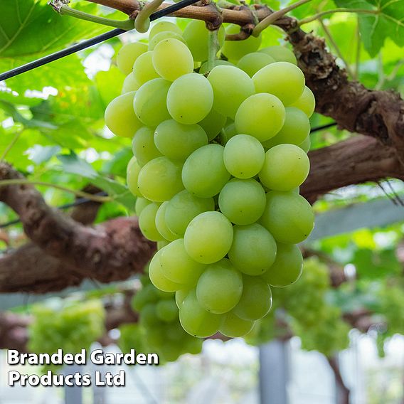 Grape 'Muscat of Alexandria'