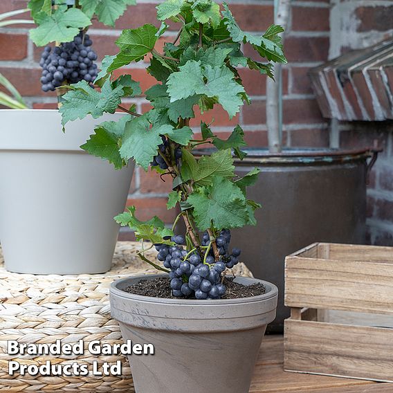 Grape Pixie™ 'Pinot Noir'