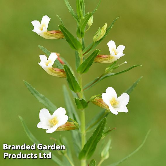 Gratiola officinalis (Marginal Aquatic)