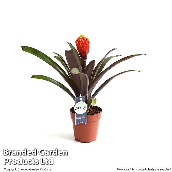 Guzmania 'Tala'