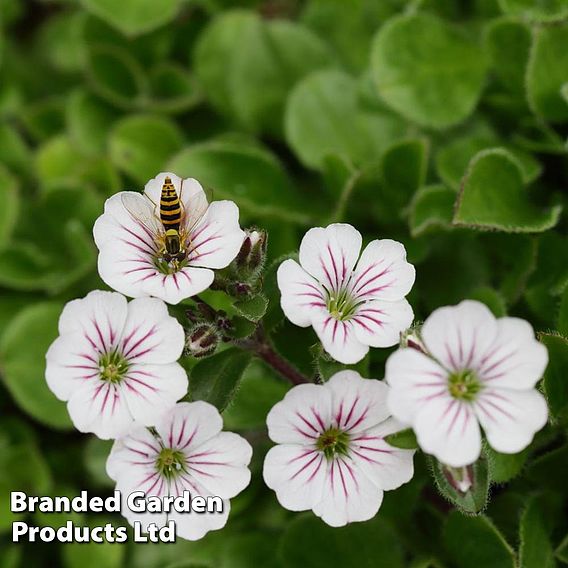 Gypsophila cerastioides