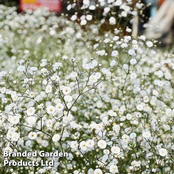 Gypsophila paniculata 'Double Snowflake'