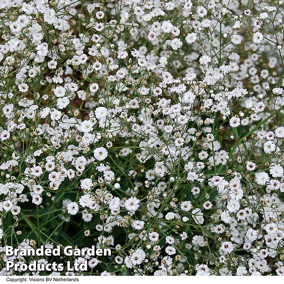 Gypsophila paniculata 'Double Snowflake'