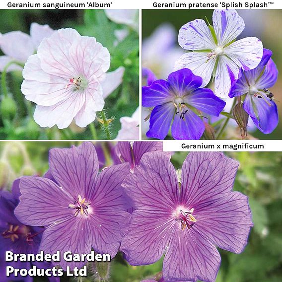 Geranium 'Hardy Blues Collection'