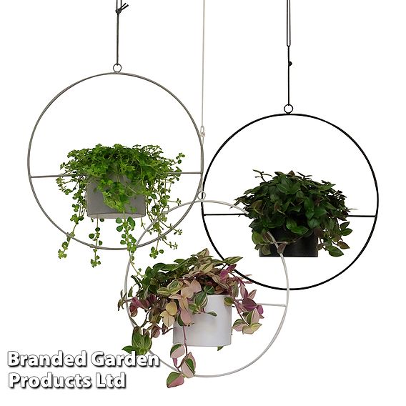 Hanging Halo House Plant Collection