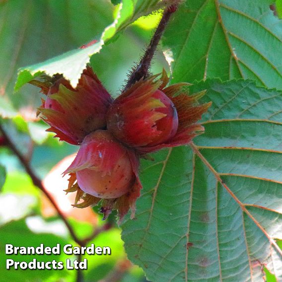 Hazelnut 'Red Cracker'