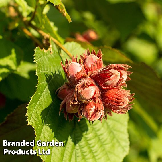 Hazelnut 'Red Cracker'