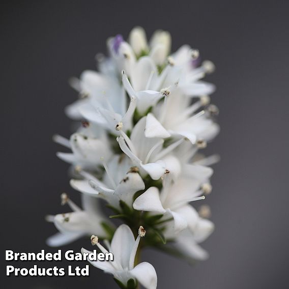 Hebe 'Garden Beauty White'