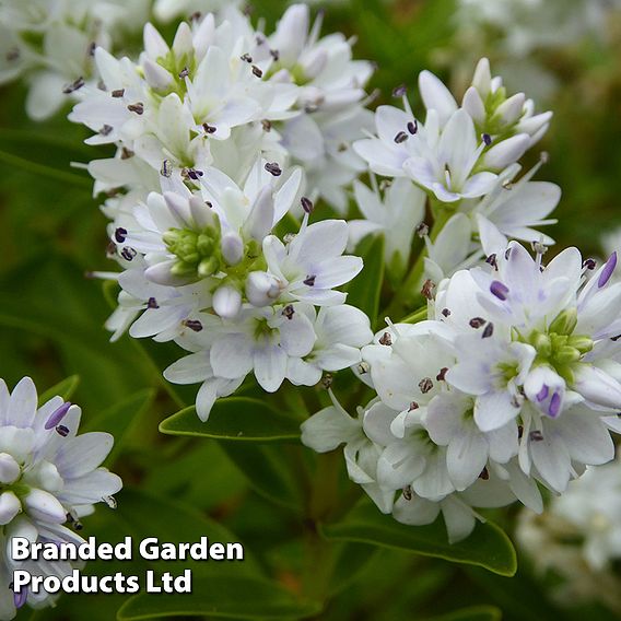 Hebe 'Garden Beauty White'