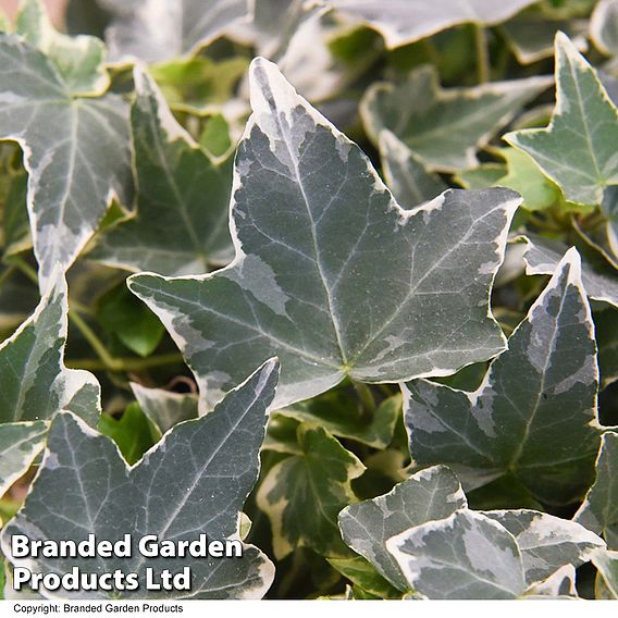 Hedera Helix Mix