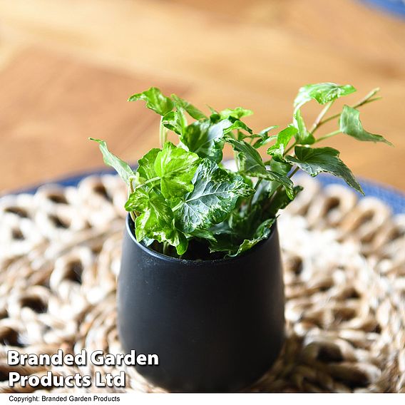 Hedera helix 'Kolibri'