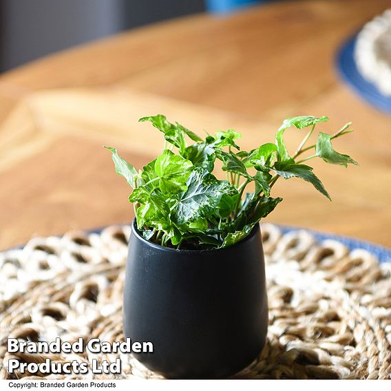 Hedera helix 'Kolibri'