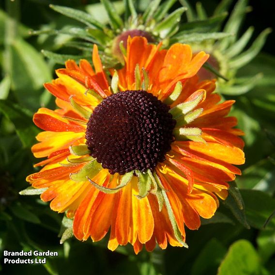 Helenium 'Short 'n' Sassy'