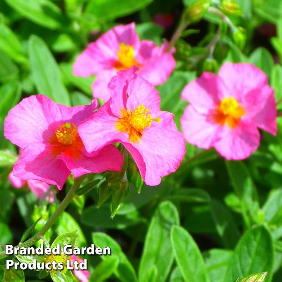 Helianthemum Ben Hope