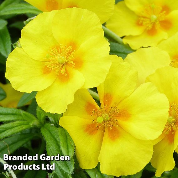 Helianthemum 'Golden Queen'