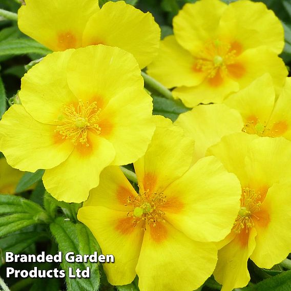 Helianthemum 'Golden Queen'