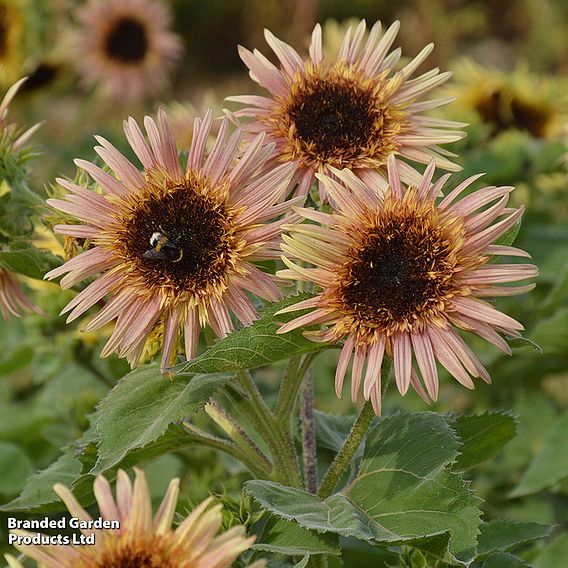 Sunflower 'Astra Rose' - Seeds