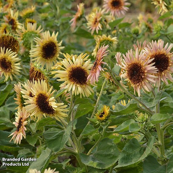 Sunflower 'Astra Rose' - Seeds